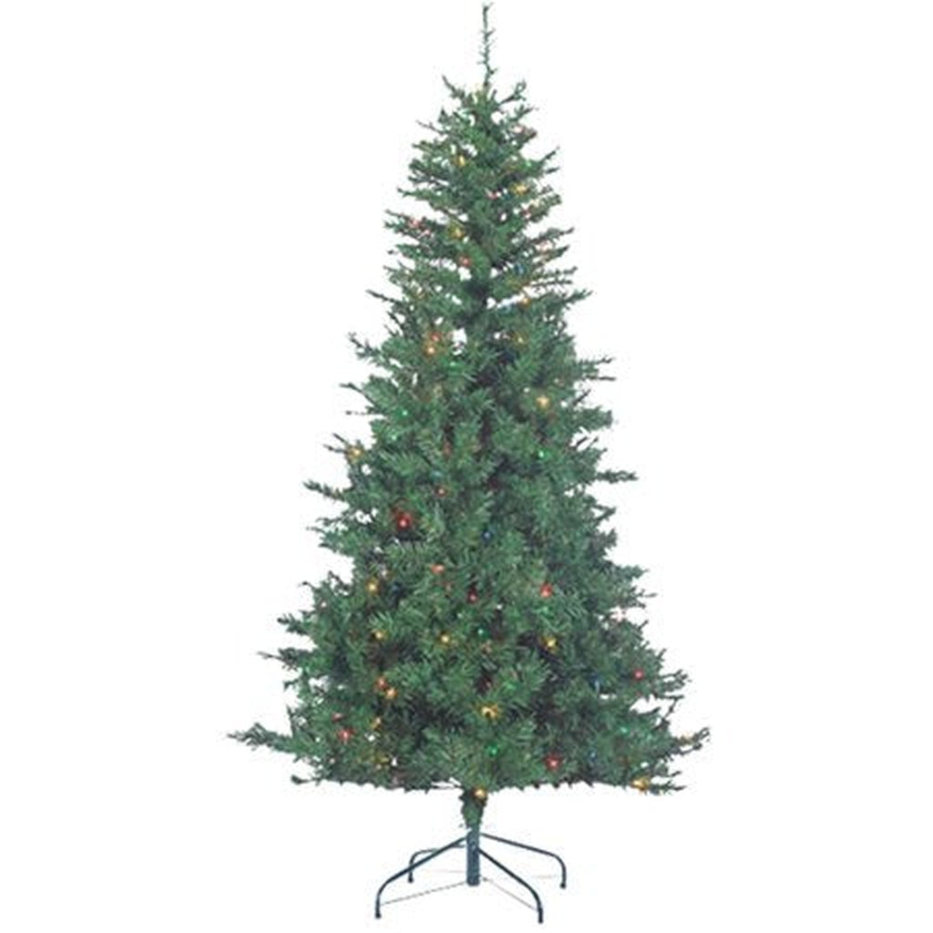 7' Colorado Spruce Tree